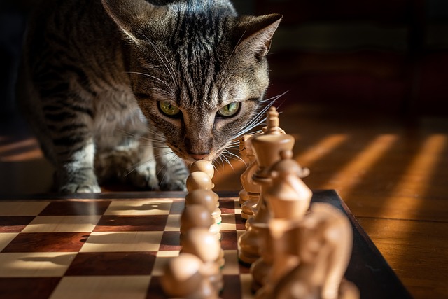 Succesvol inschrijven: strategieën en inzichten voor winnende aanbestedingen
